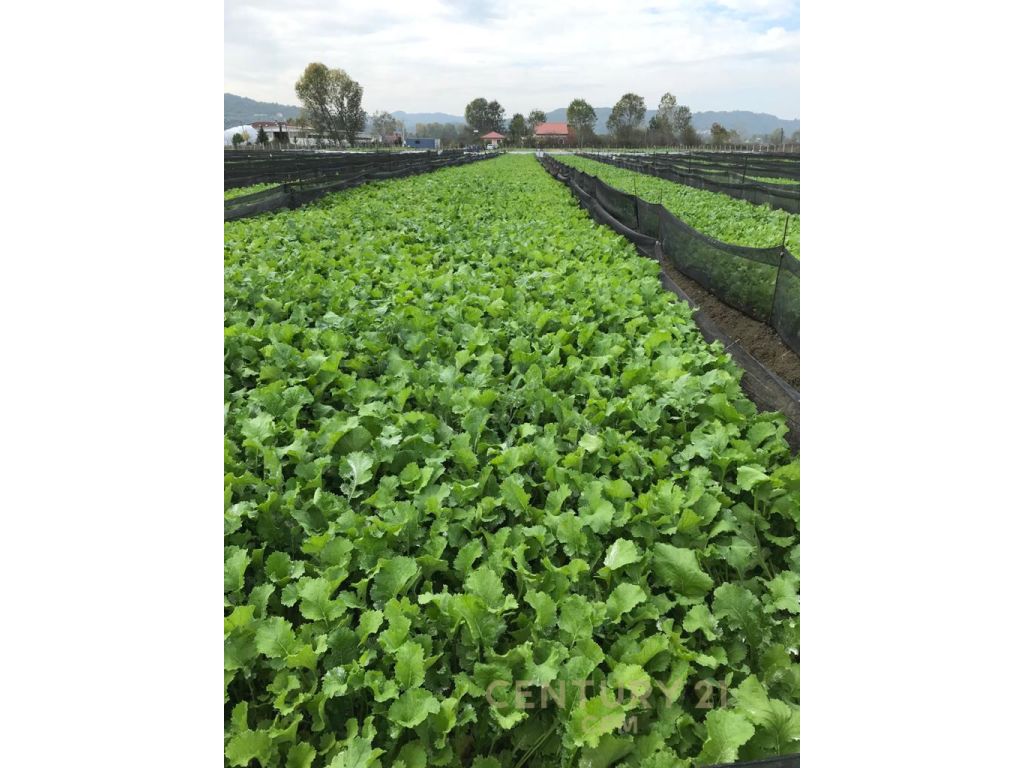Budull - photos