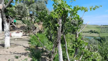 Durres, ne Afersi Te Agroturizmit "Ullishtja" - photos