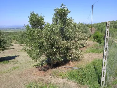 Foto e Tokë në shitje Lushnjë, Kolonje, Lushnje