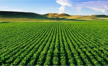 Zdjęcie land na sprzedaż Gradisht, Divjakë, Lushnjë