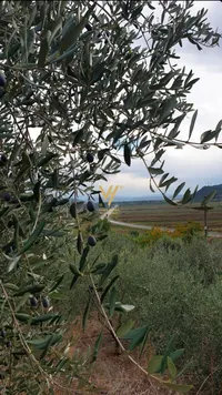 Rrogozhine - photos of  for Land